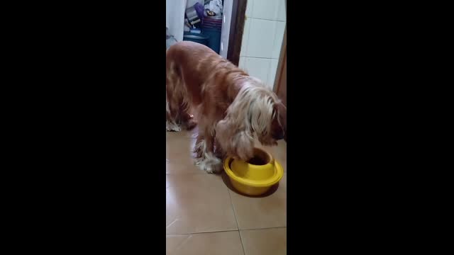 PETS, DOG, ANIMALS, FRIEND