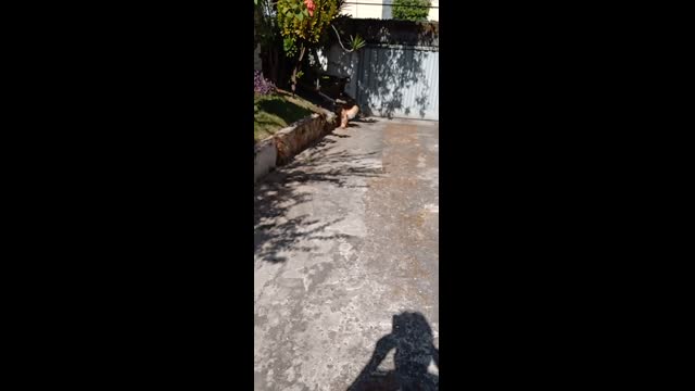 PETS, DOG, ANIMALS, FRIEND