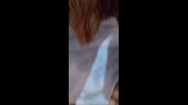 pet, dog, joy, animal, friend