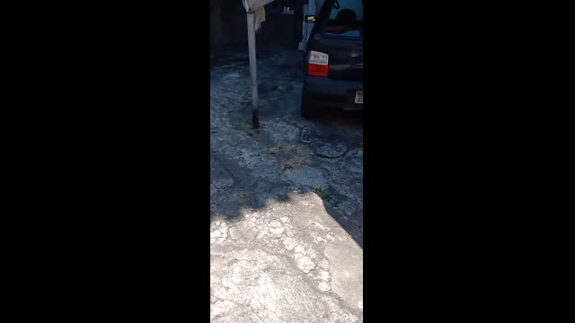 PETS, DOG, ANIMALS, FRIEND