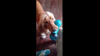 Dog, dogshow, animals, entertainment, film