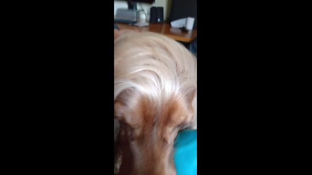 PETS, DOG, ANIMALS, FRIEND