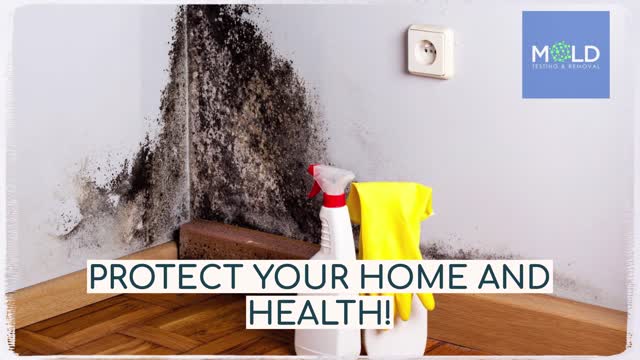 Mold removal companies Los Angeles