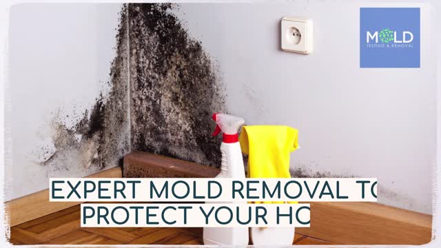Mold Testing  Mold Removal - Mold Removal Miami, Miami Mold Removal