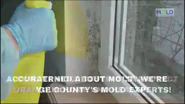 Mold Inspection Orange County, Mold Removal Orange County, Mold Testing Orange County - Mold Inspections near Culver city - Culver City, California
