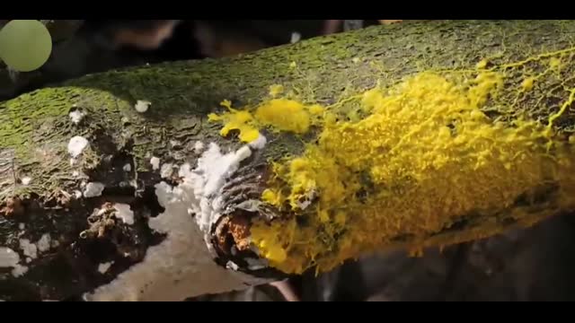 Slime Mold