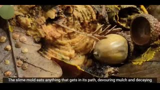Slime Mold