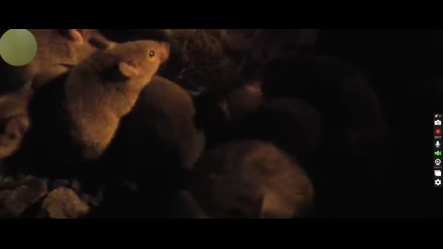 Mouse Plague