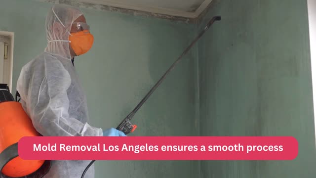 Mold removal companies Los Angeles