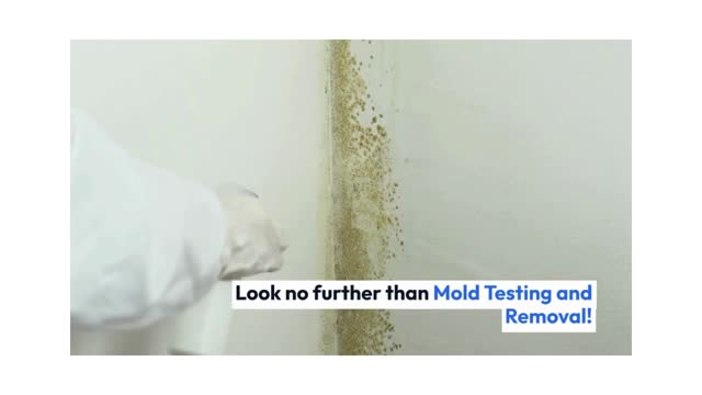 Mold testing and mold removal