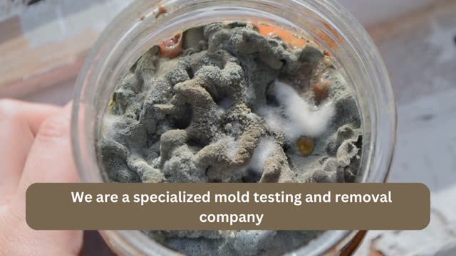Mold inspection and testing near me