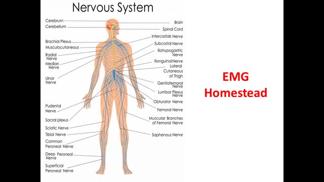 Ultimate Diagnostic Center : #1 EMG Testing in Homestead, FL | (305) 393–8102