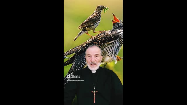 Saint Jean et les coucous -343