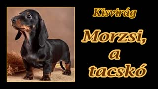 Kisvirág - Morzsi, a tacskó