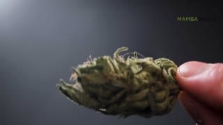 Weed Delivery Online in Brantford Cannabis Dispensary Brantford