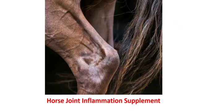 Precision Equine Solutions - Horse Joint Inflammation Supplement