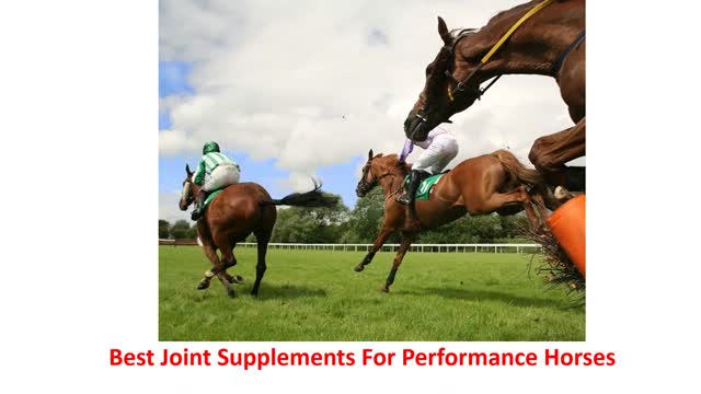 Precision Equine Solutions - Best Joint Supplements For Performance Horses