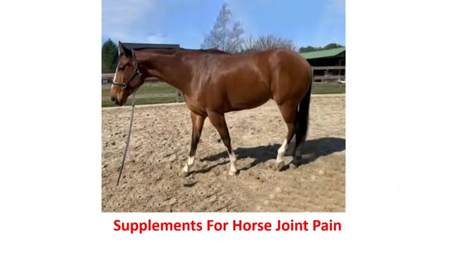 Precision Equine Solutions - Effective Supplements For Horse Joint Pain