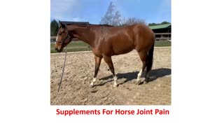 Precision Equine Solutions - Effective Supplements For Horse Joint Pain