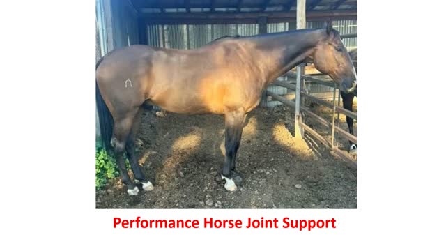 Precision Equine Solutions - Trusted Performance Horse Joint Support