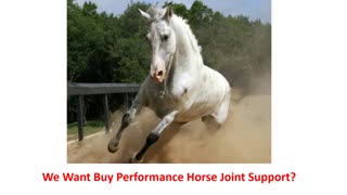 Precision Equine Solutions - Trusted Performance Horse Joint Support