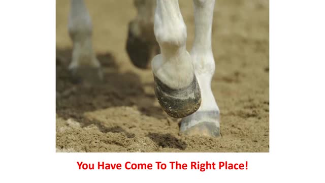 Precision Equine Solutions - Senior Horse Joint Supplement