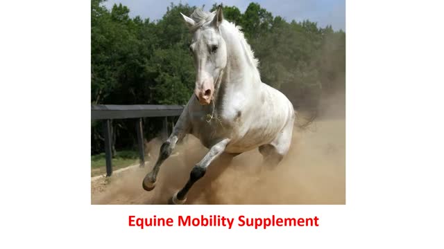 Precision Equine Solutions - Advanced Equine Mobility Supplement