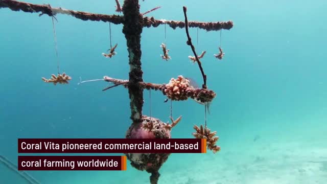 Coral Vita Pioneering Reef Restoration