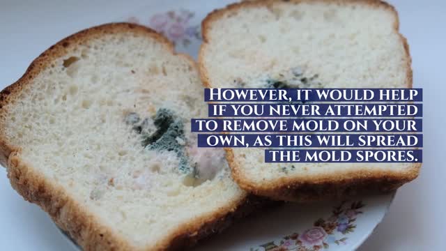 ASAP MOLD TESTING ENCINO