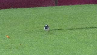 Bigg Boss (Telugu) - S09E72 - Day 71 - Pick, Clash, Repeat