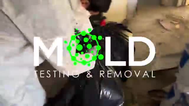 Miami mold removal