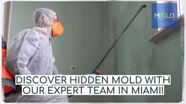 Mold Testing and Mold Removal Mold Removal Miami Miami Mold Removal