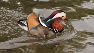 Mandarin Duck