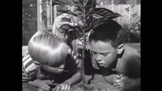 Dennis The Menace - 2x32 - Dennis And The Miracle Plant Food