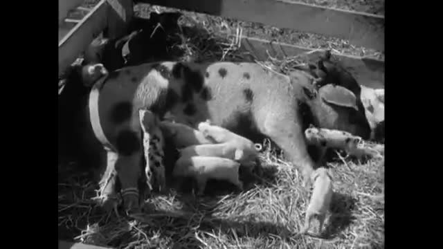 Petticoat Junction - 2x27 - Bedloe's Most Fiendish Scheme