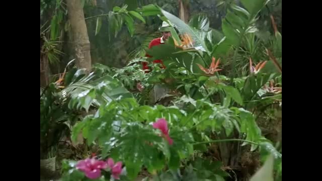 Gilligan's Island - 3x9 - Ring Around Gilligan