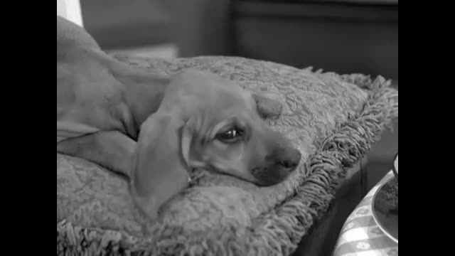 Beverly Hillbillies - 3x8 - Teenage Idol