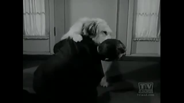 My Three Sons - 3x13 - Doctor In The House