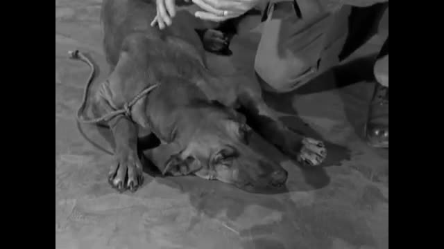 Beverly Hillbillies - 1x22 - Duke Steals A Wife