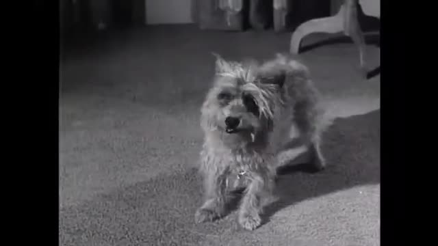 Dennis The Menace - 2x27 - The Dog Trainer