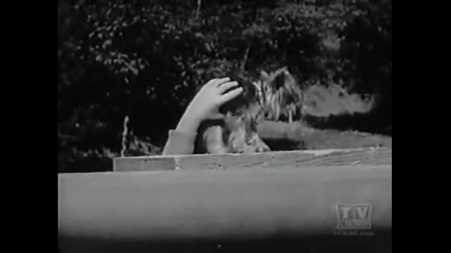 My Three Sons - 4x14 - Windfall