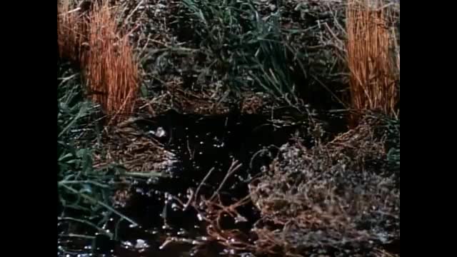 Beverly Hillbillies - 7x8 - The Great Cook Off