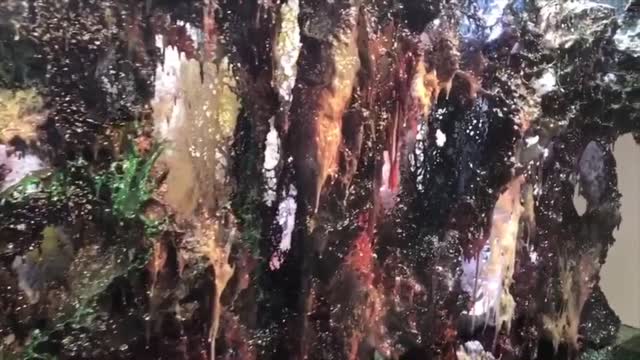 A Rock of Horizontal Charm in H.H. Dorje Chang Buddha III Cultural and Art Museum