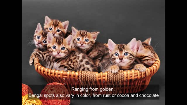 Bengal cats for sale