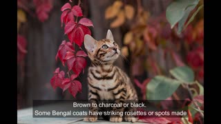 Bengal cats for sale