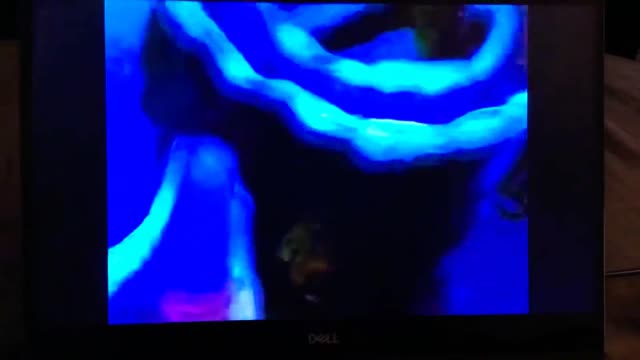 Tecknat Barn Svenska:Den Lilla Sjöjungfrun TV Serie (1992-1994) DVDRIPPEN (Engelska) Trailer (3D)