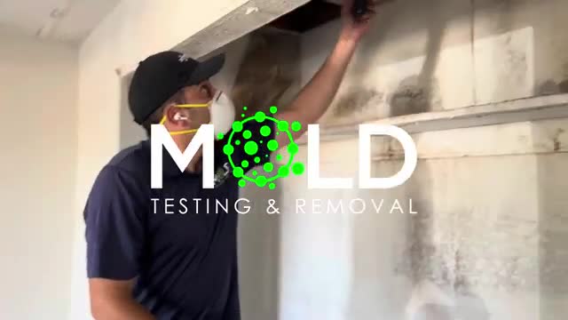 Mold abatement Los Angeles