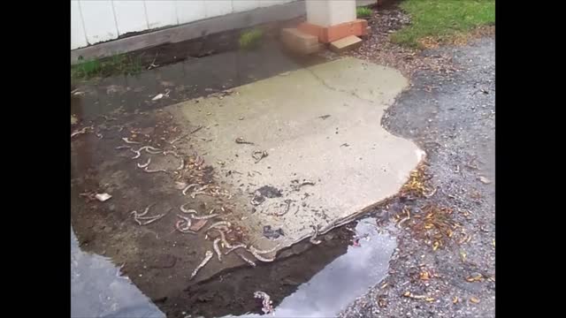 Hakoty Remki - Elite Shit (Official Music Video)