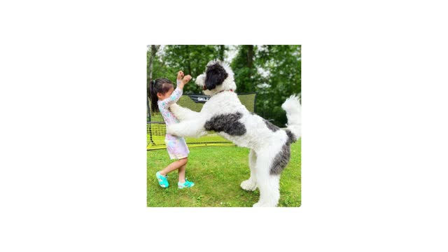 Bernedoodle puppies for sale near me