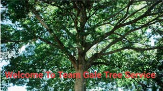 Team Gale Tree Service - Affordable Tree Company in Riverside, NJ